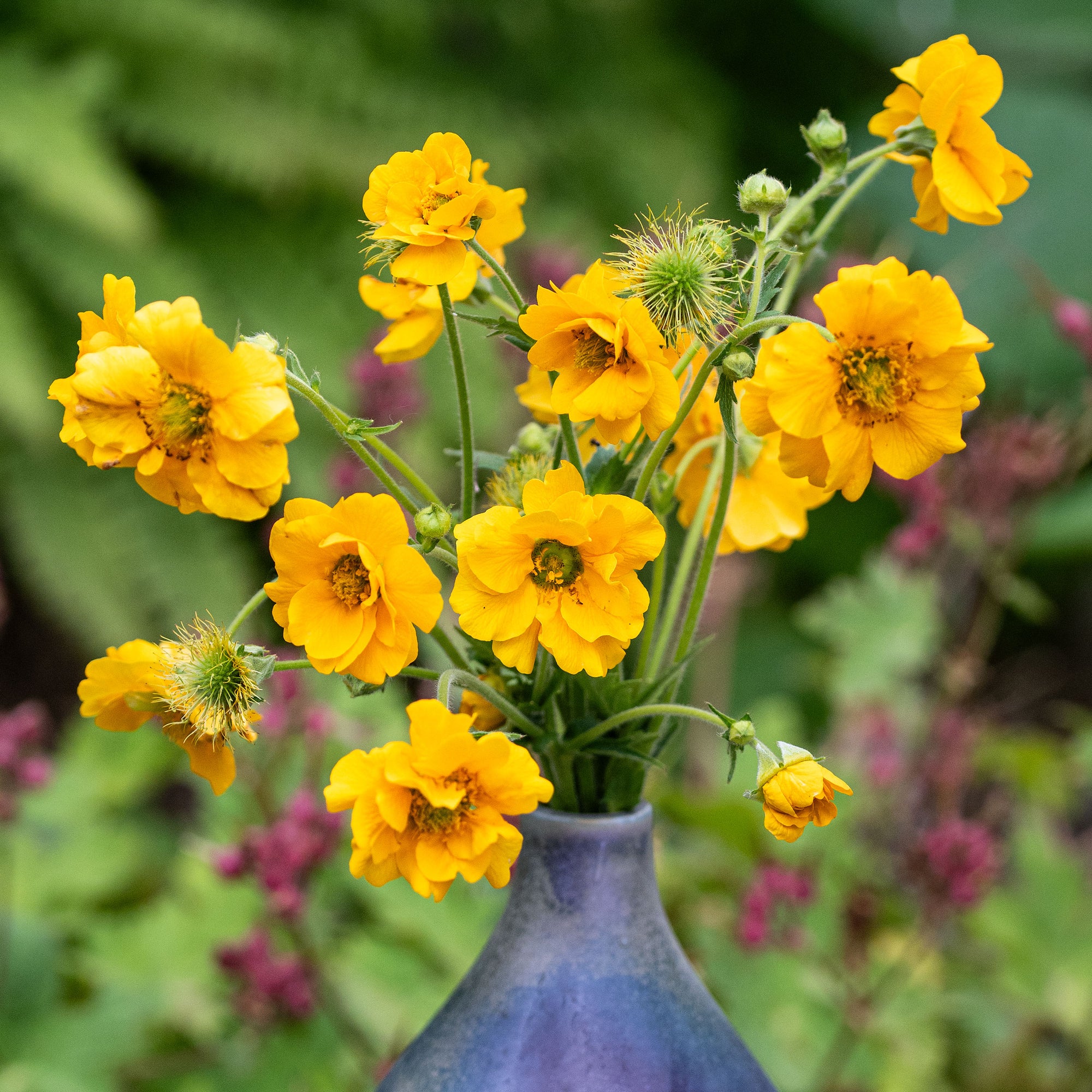 Geum 'Lady Stratheden'