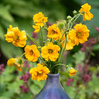 
    



Geum 'Lady Stratheden'
