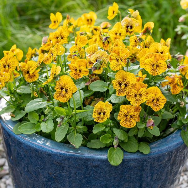 plant viola seeds Viola 'Tiger Eye™ Yellow' F1