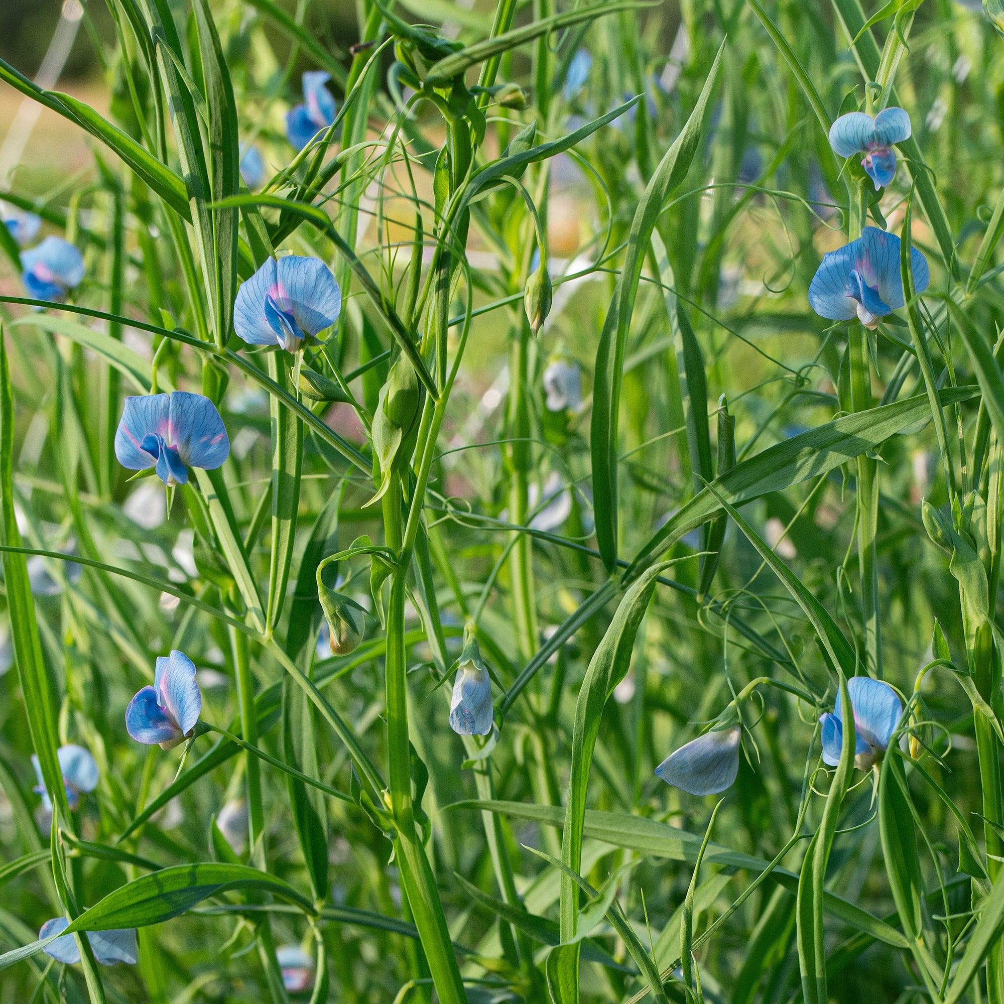 Grass Pea