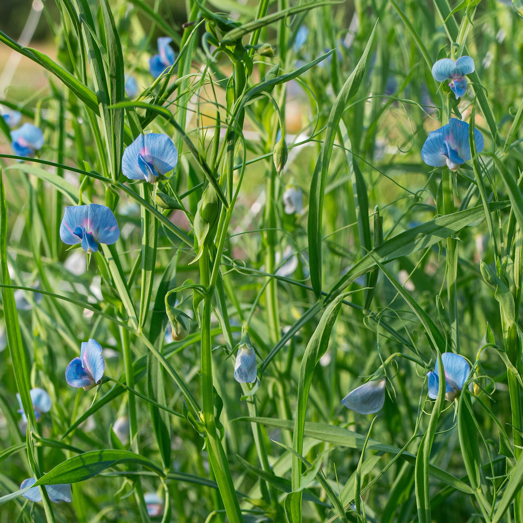 Grass Pea seeds - Lathyrus sativus