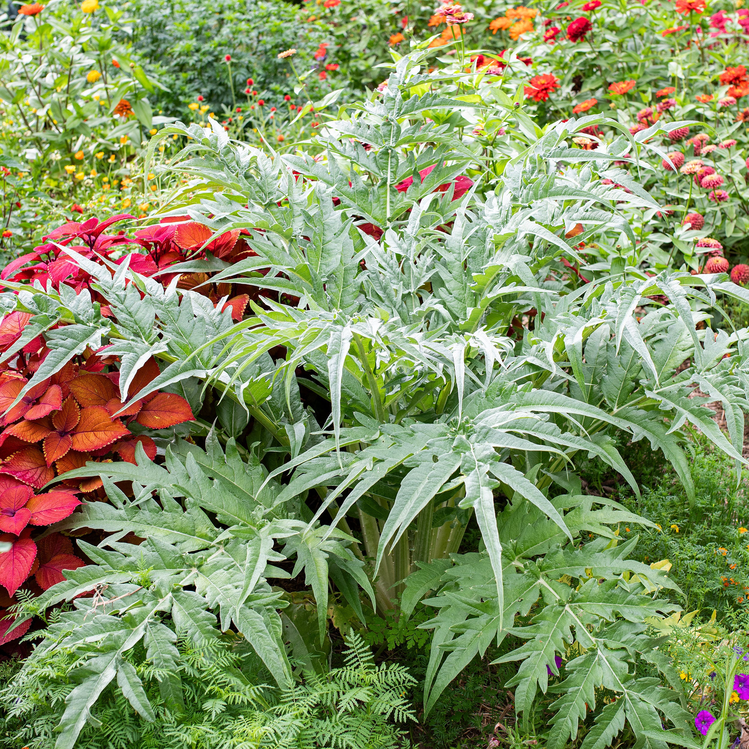 planting cardoon seeds Cardoon (Cynara cardunculus) Seeds