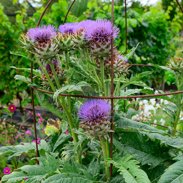 cardoon plant Cardoon seeds