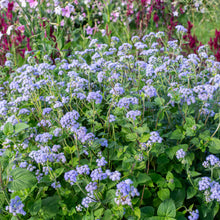 Ageratum 'Blue Bouquet'