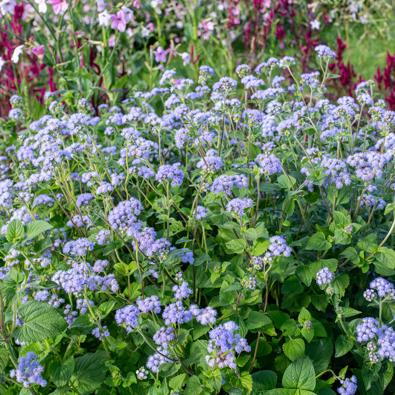 
  



Ageratum 'Blue Bouquet'
