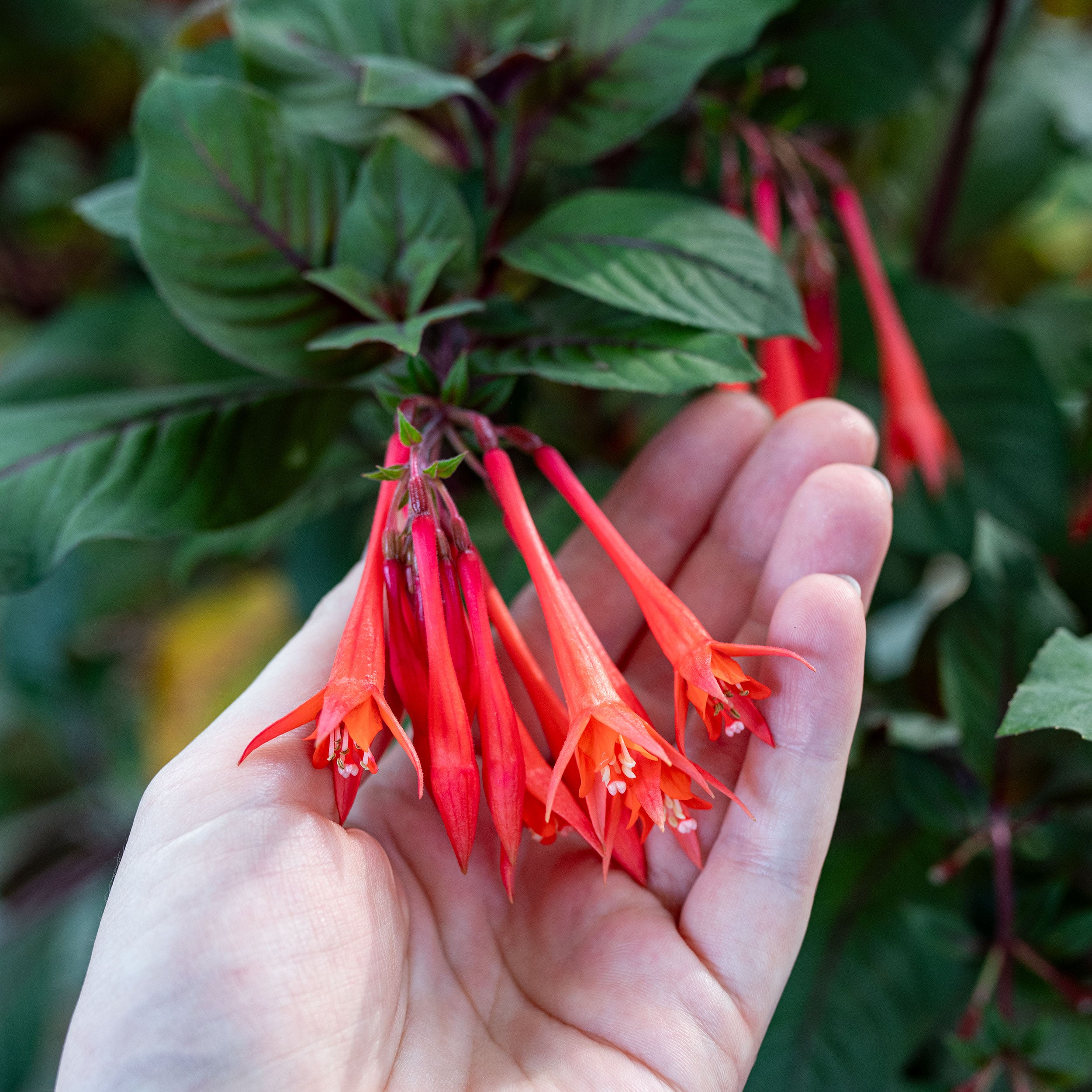 Fuchsia 'Gartenmeister Bonstedt' plants