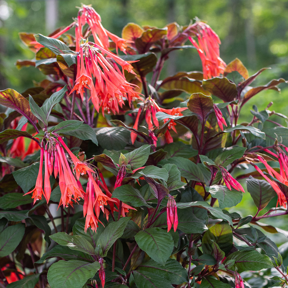 fuchsia potting mix Fuchsia 'Gartenmeister Bonstedt' plants