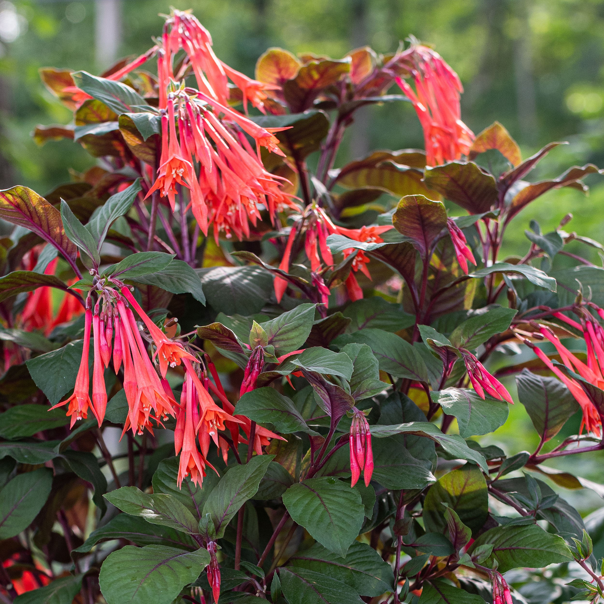 Fuchsia 'Gartenmeister Bonstedt' plants