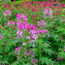 Cleome 'Violet Queen'