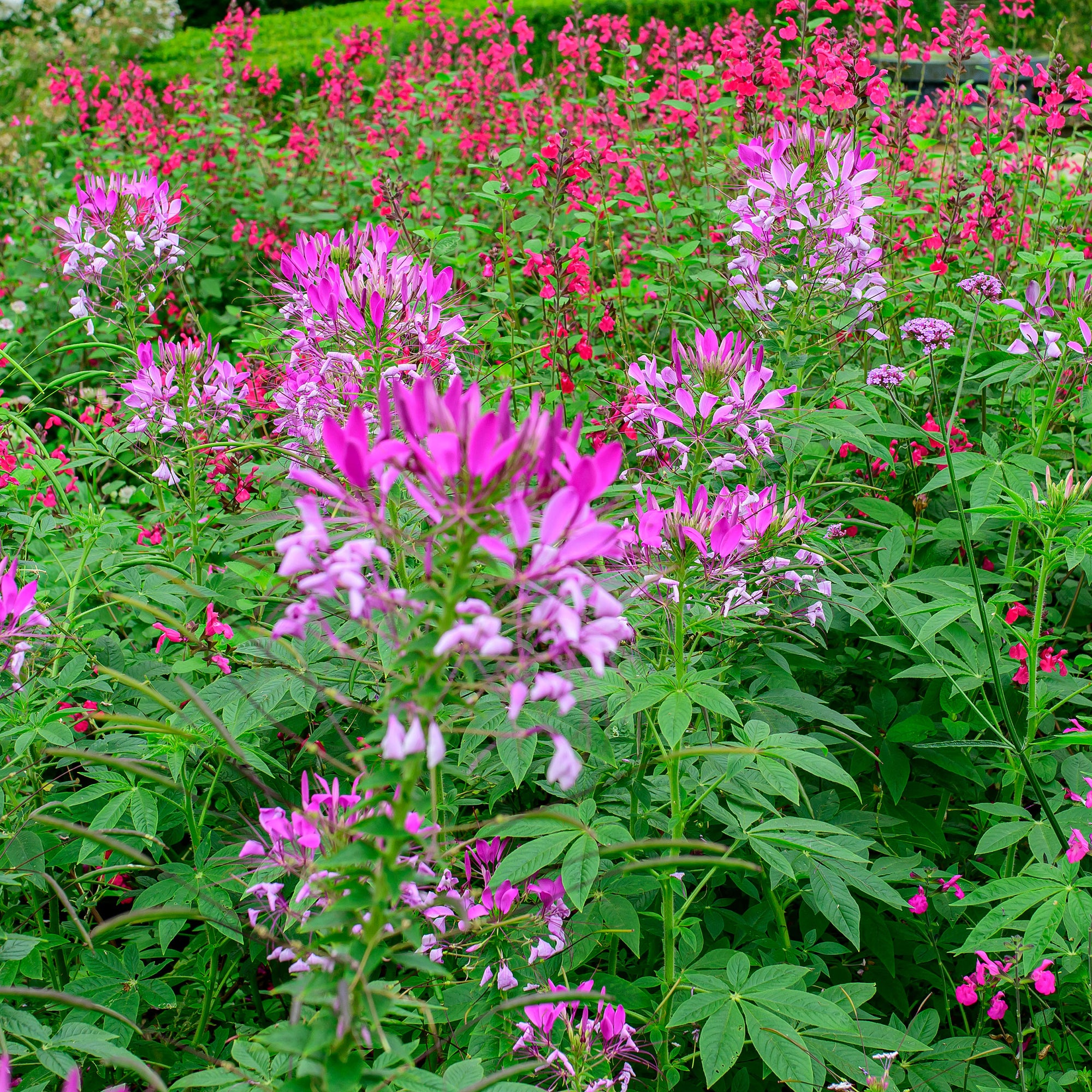 Cleome 'Violet Queen'