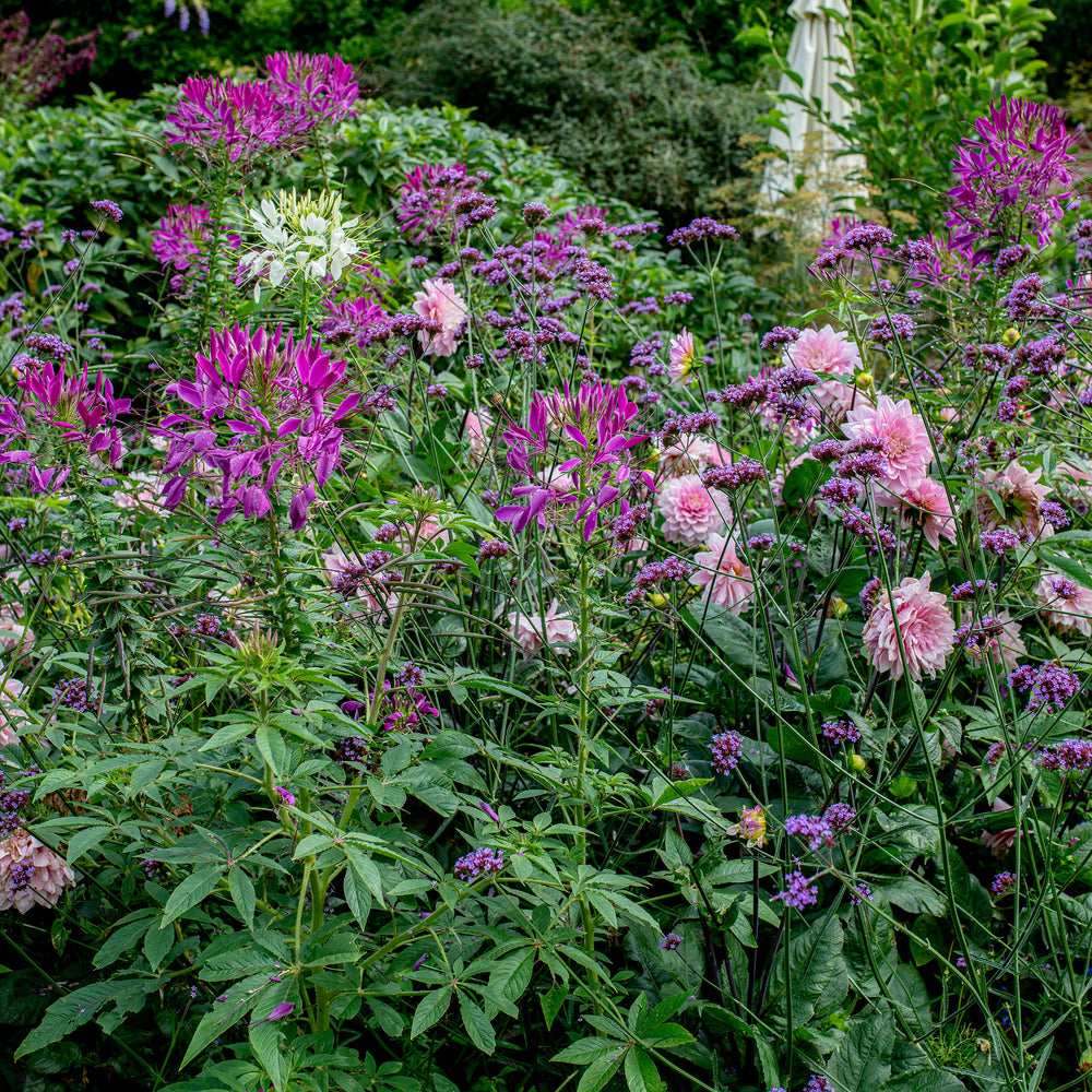 cleome spider flower plant Cleome hassleriana Violet Queen (approx 125 seeds)