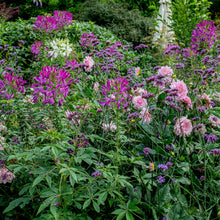 Cleome 'Violet Queen'