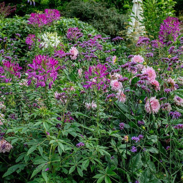 spider plant cleome Cleome hassleriana Violet Queen (approx 125 seeds)