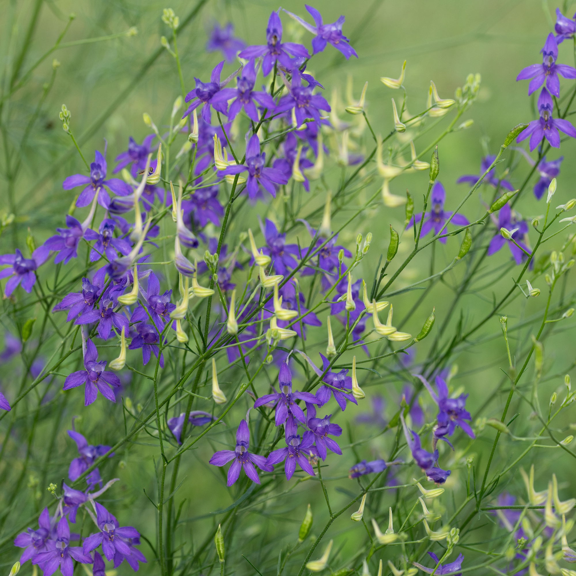 Larkspur 'Blue Cloud'