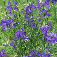 Larkspur 'Blue Cloud'