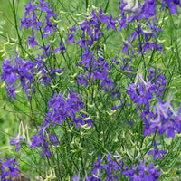 
    



Larkspur 'Blue Cloud'
