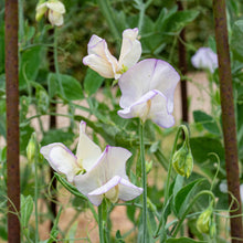 Sweet Pea 'April in Paris'