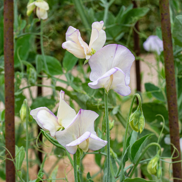 sweet pea seed planting depth Sweet Pea 'April in Paris'