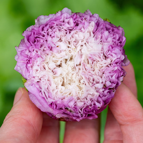 peony flower seed Peony Poppy Mix seeds