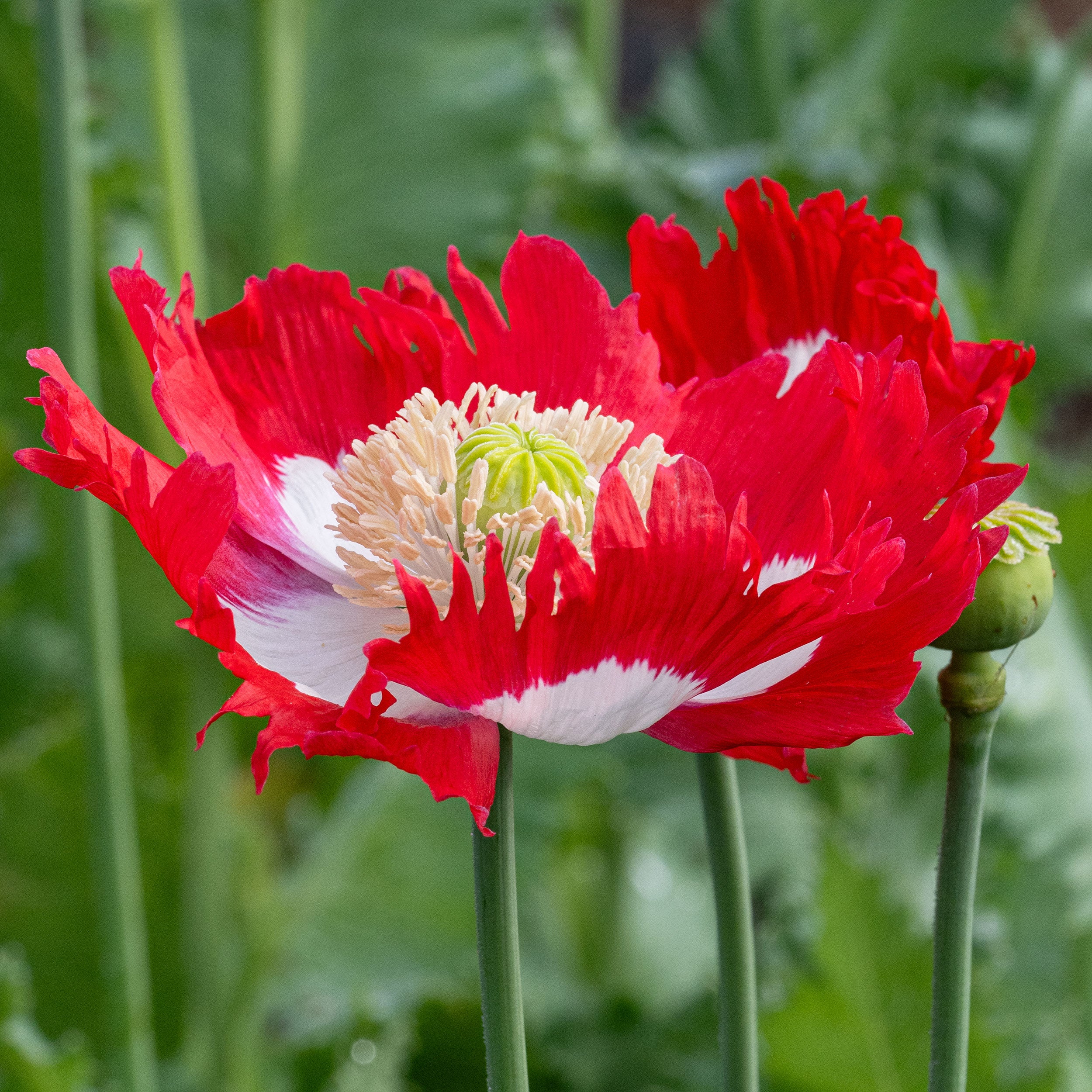Opium Plant Flower Growing Poppies From Seed | The Big Little Garden