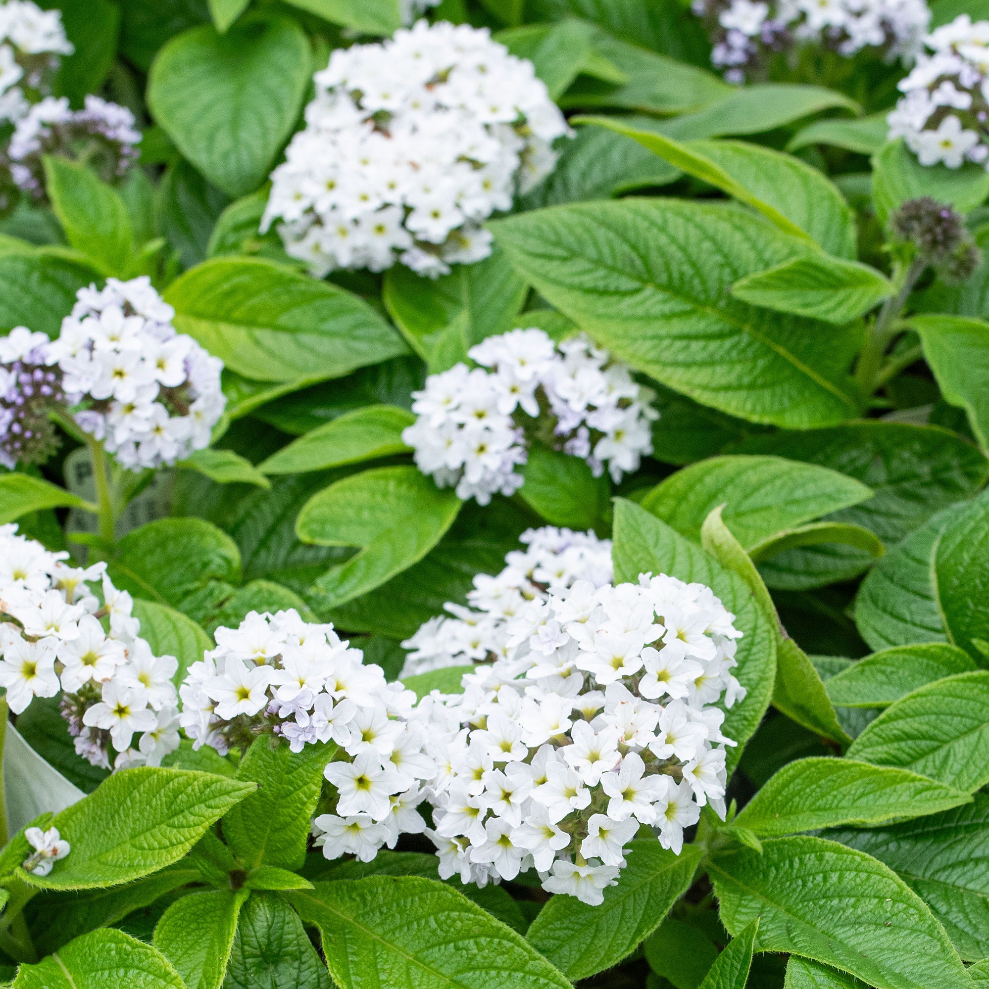 heliotrope house plant Heliotrope 'White' plants