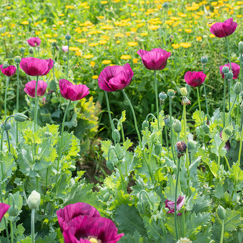 
      



Poppy 'Lauren's Grape' 
    