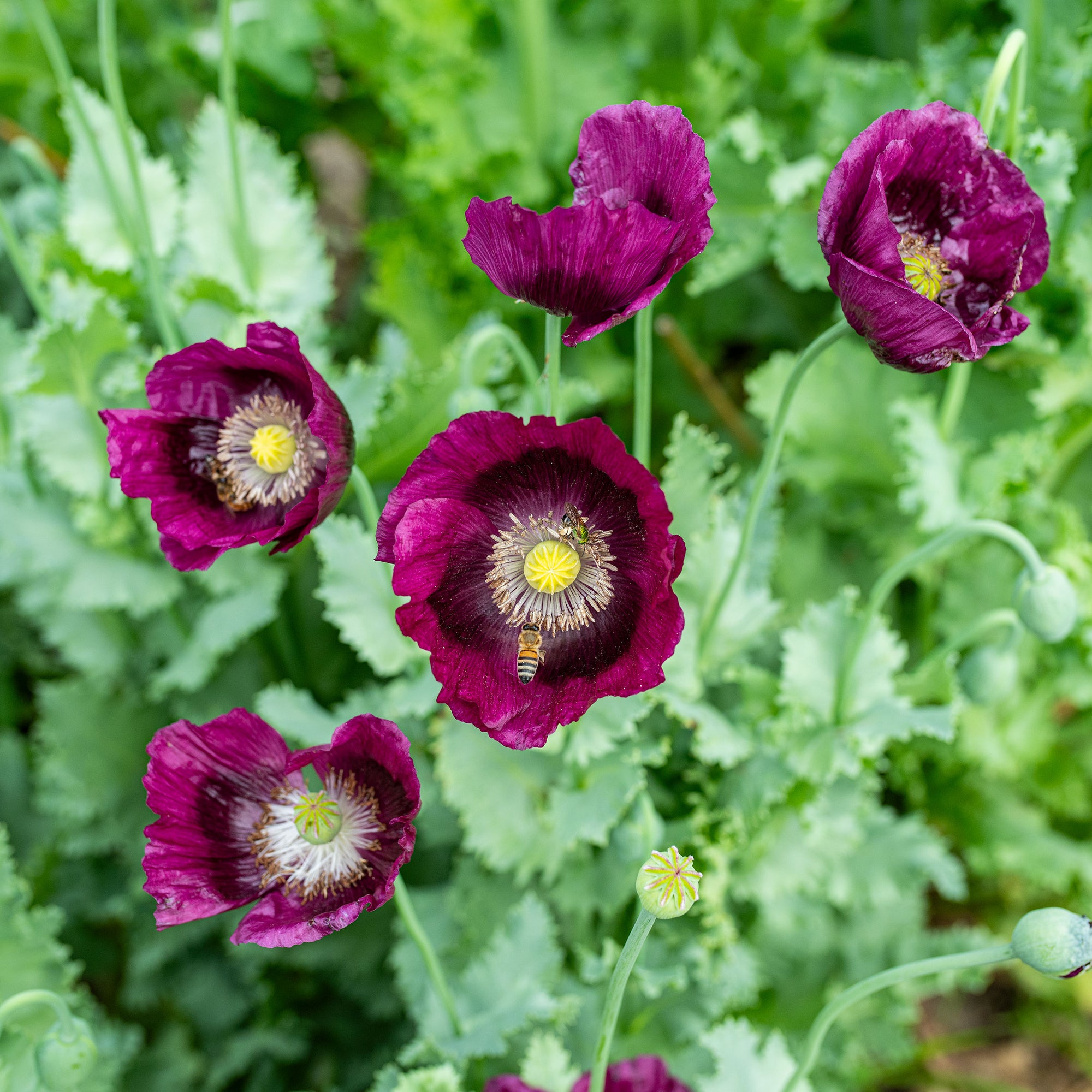 poppy plant seeds Poppy 'Lauren's Grape' Seeds | Deep Plum-Purple