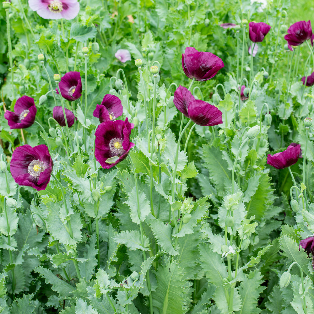 Poppy 'Lauren's Grape'