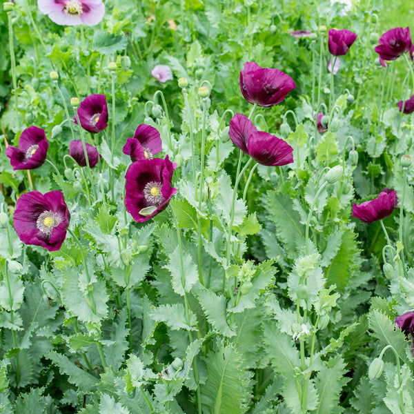 Poppy 'Lauren's Grape'