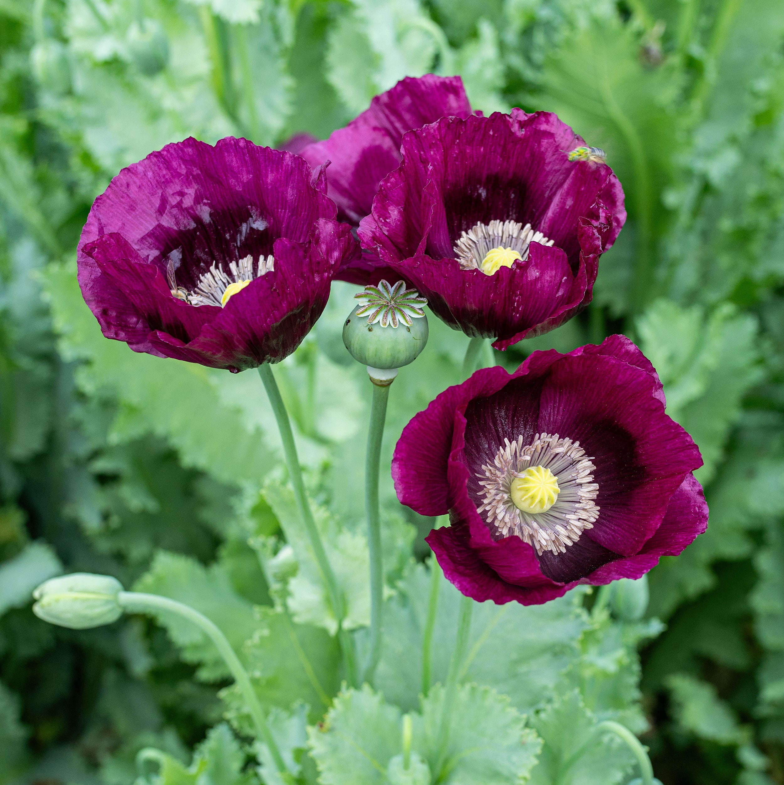 poppy flower seeds for sale Poppy 'Lauren's Grape' Seeds | Deep Plum-Purple