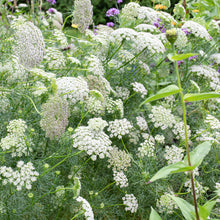 Ammi 'Green Mist'
