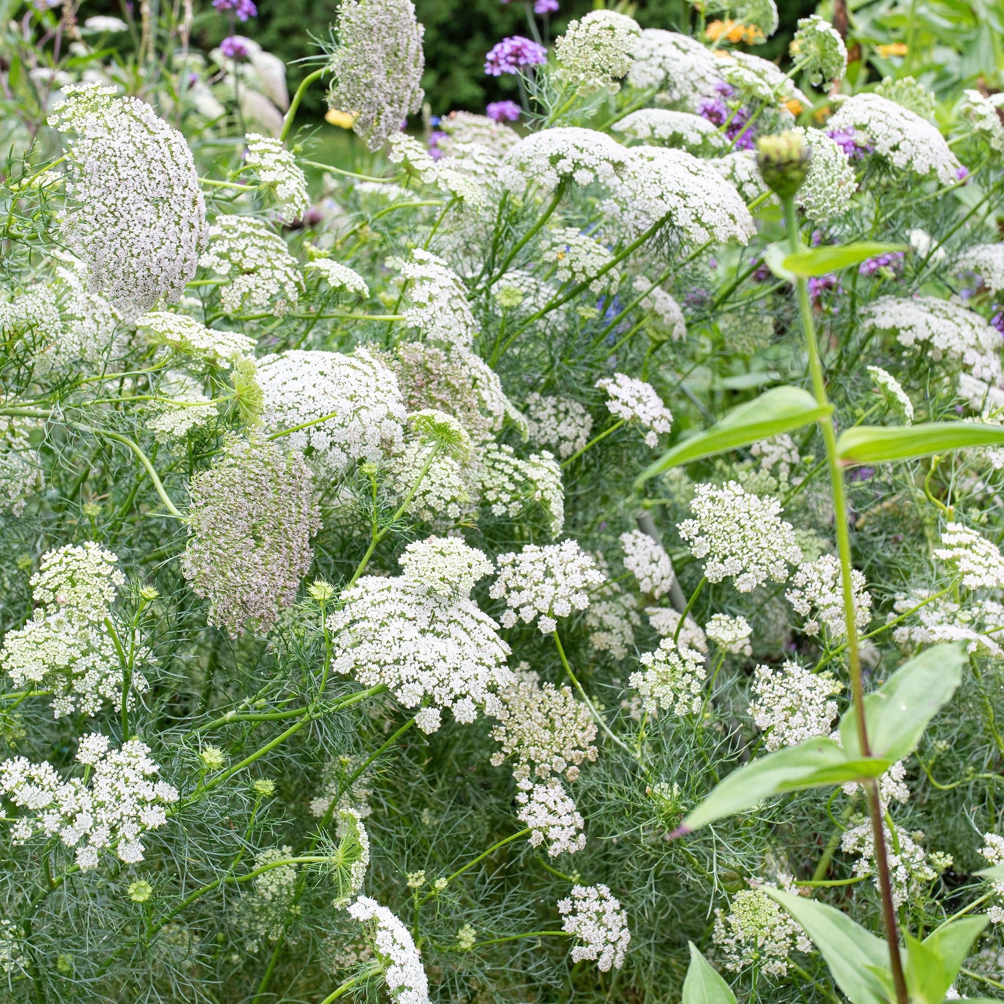Ammi 'Green Mist'