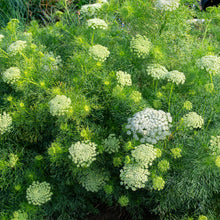 Ammi 'Green Mist'
