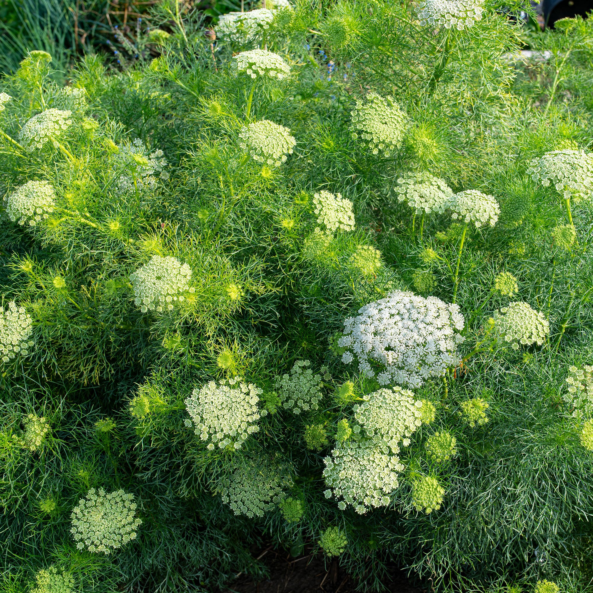 Ammi 'Green Mist'