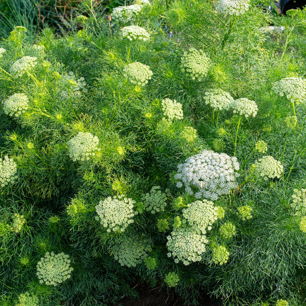 Ammi 'Green Mist'