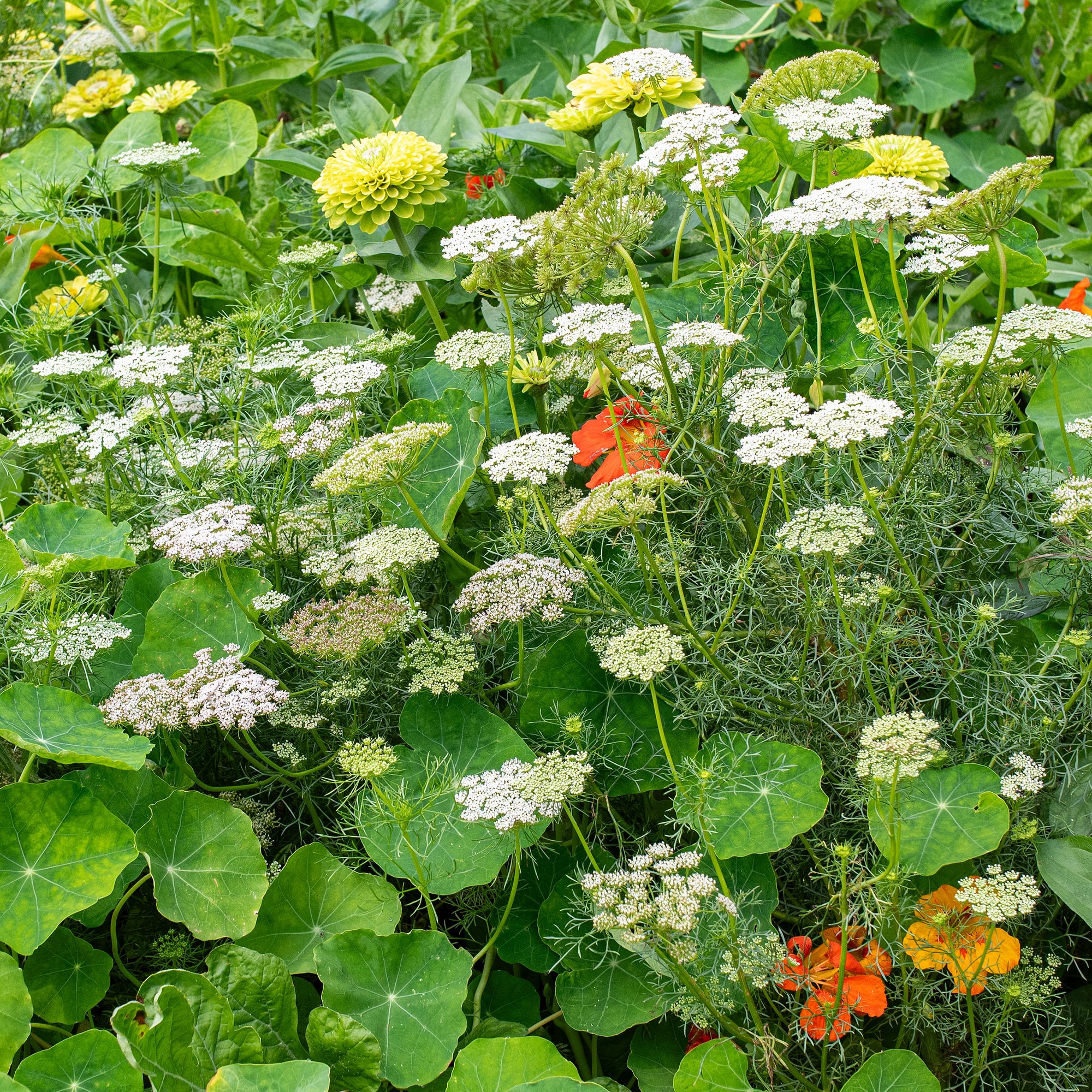 green seed garden Ammi 'Green Mist' seeds