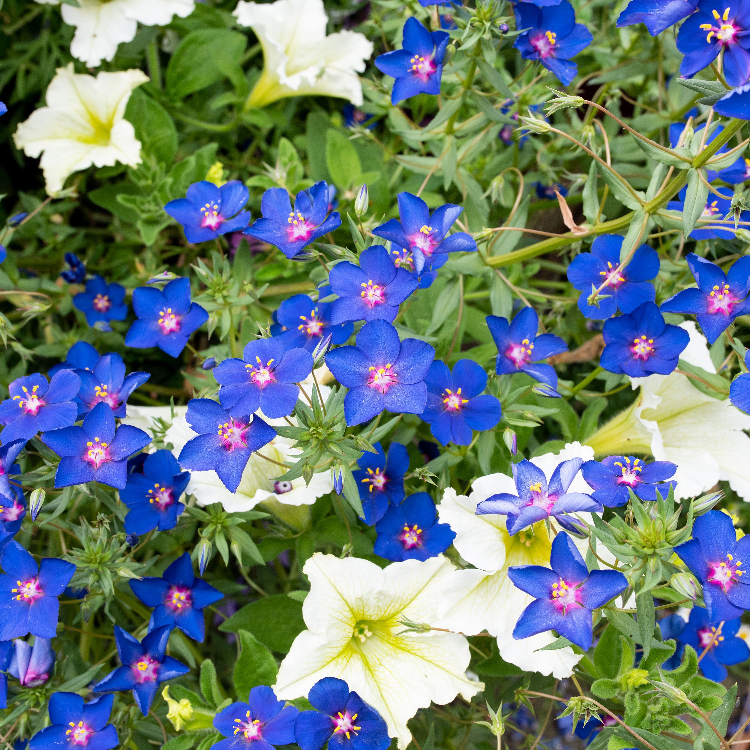 Pimpernel 'Gentian Blue' seeds - Anagallis monelli