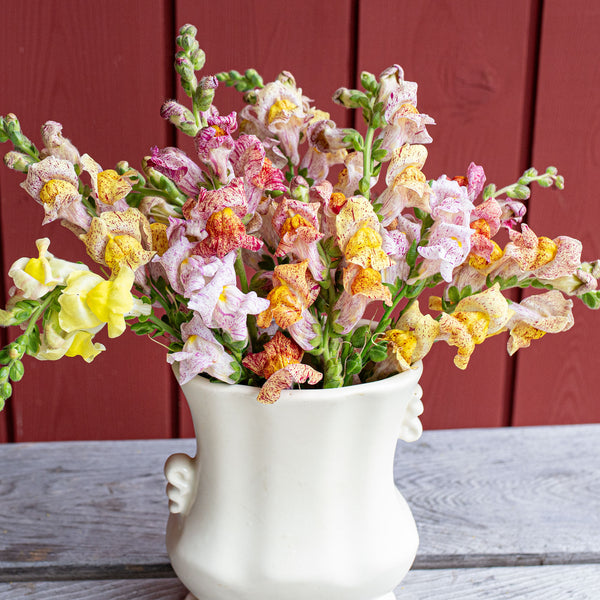 anthurium snapdragon Snapdragon 'Bizarre Mix' seeds