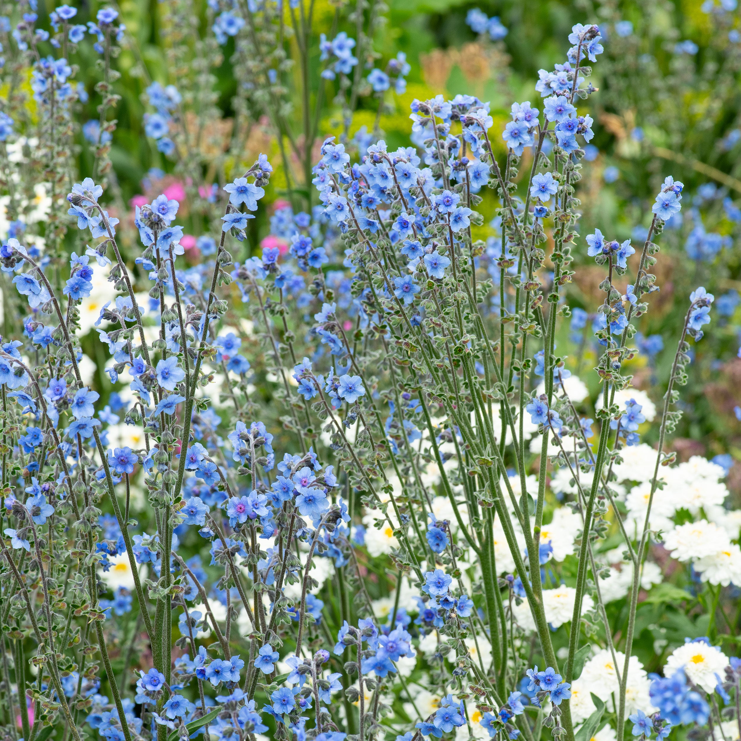 planting chinese forget-me-not seeds Chinese Forget Me Not 'Firmament'