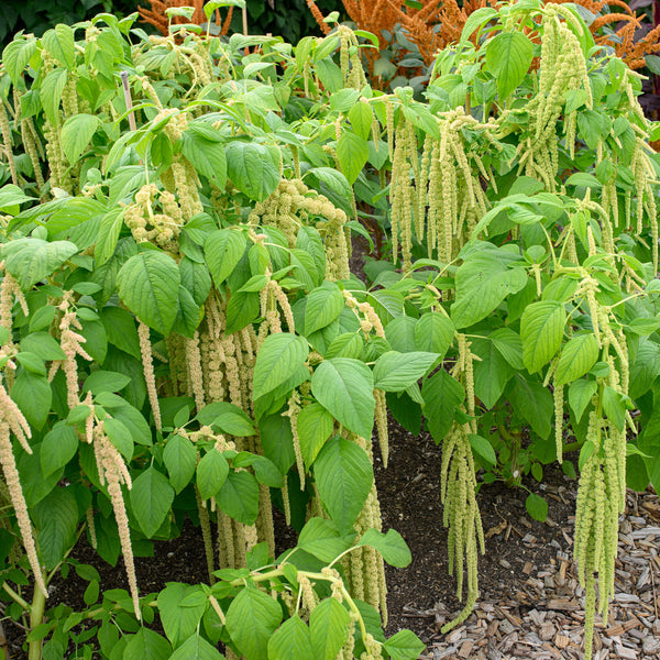 green plants seeds Amaranth 'Green Tails' seeds