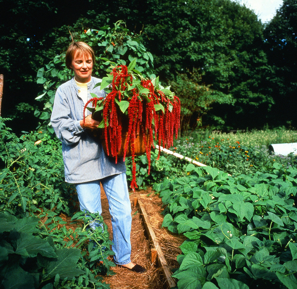 planting love lies bleeding seeds Amaranth 'Love Lies Bleeding'