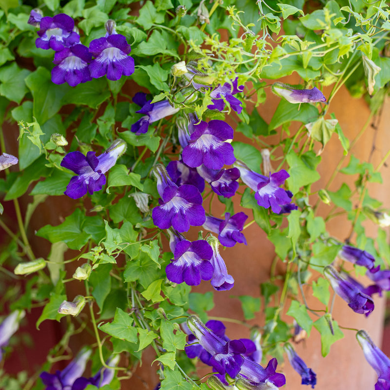 Asarina 'Joan Lorraine'