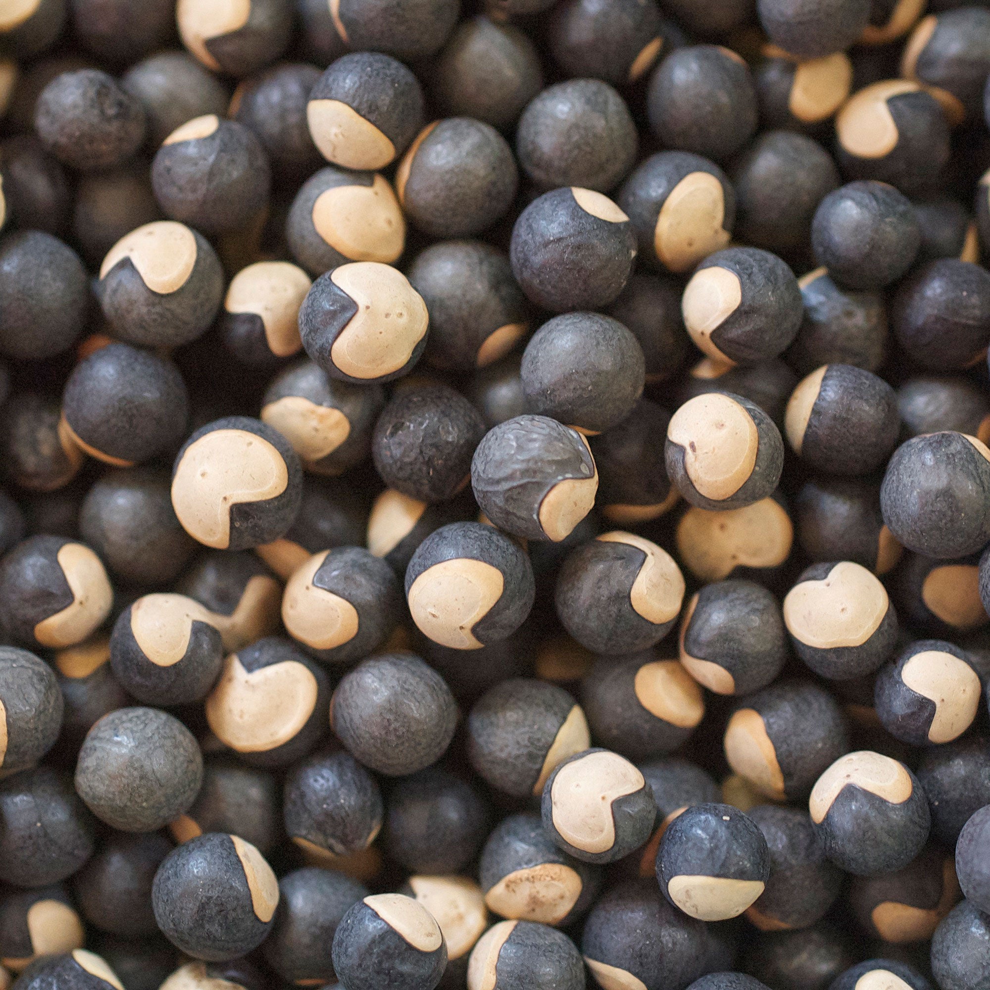 helium plant seeds Love-in-a-puff seeds