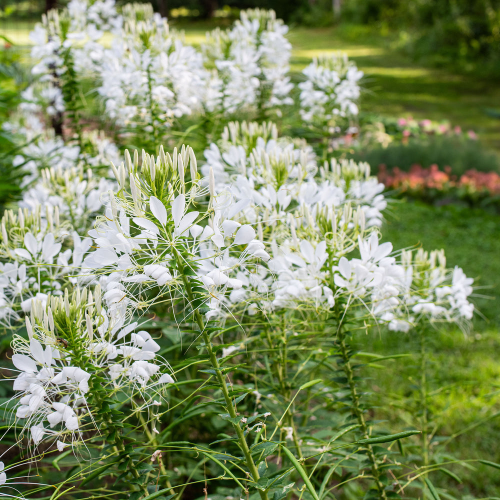 plant cleome seeds Cleome 'White Queen' seeds