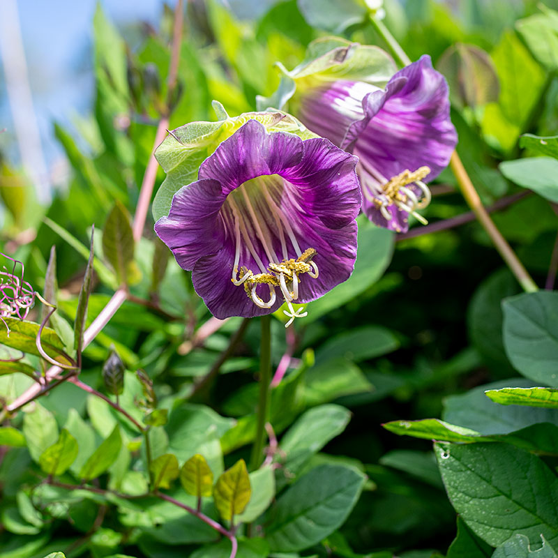 Cup and Saucer Vine seeds - Cobaea scandens