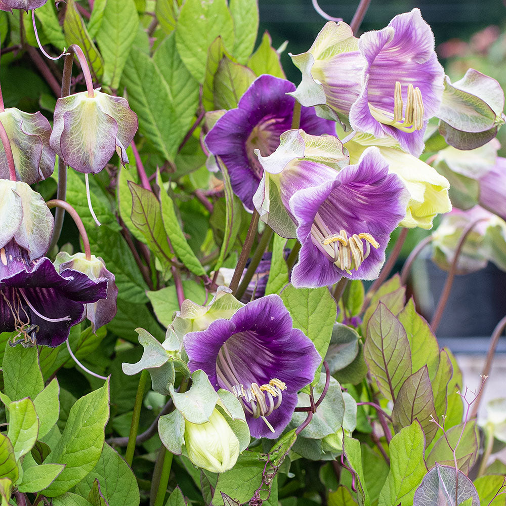 Cup and Saucer Vine plants
