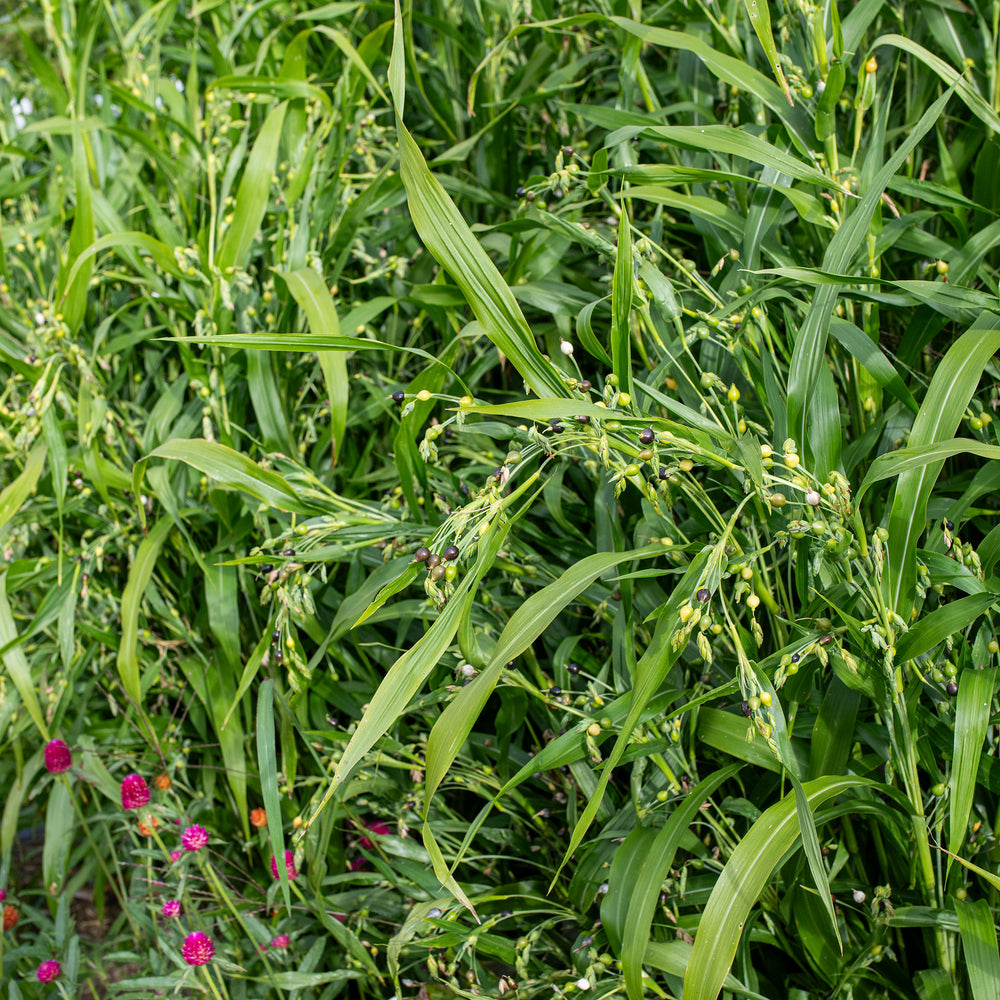 coix seed plant Job's Tears seeds