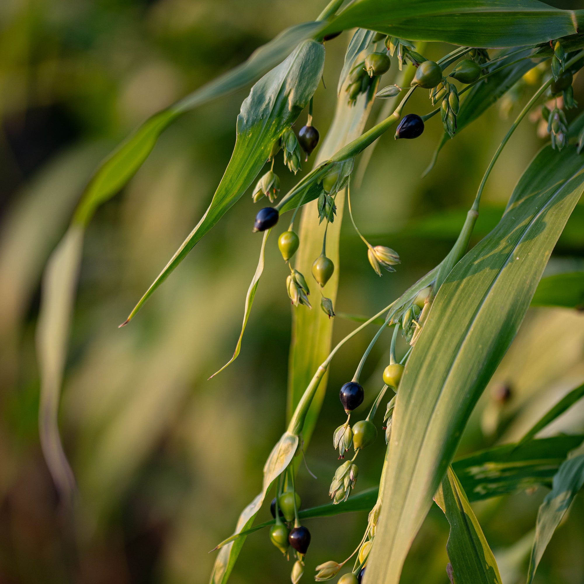 coix seed plant Job's Tears seeds