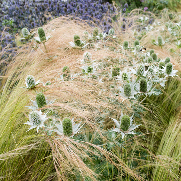 Grass - Feather 'Pony Tails'