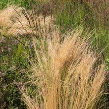 Grass - Feather 'Pony Tails'